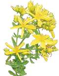 St. John's Wort